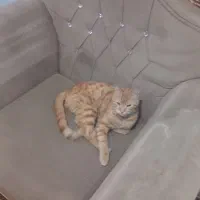 گربه