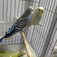 عروس هلندی و مرغ عشق انگلیسی