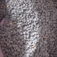 خشکبار|حراج|داراب, |دیوار