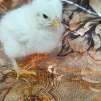 جوجه برهما گلد، بوف و طلایی اصیل