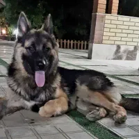 سگ ژرمن شولاین