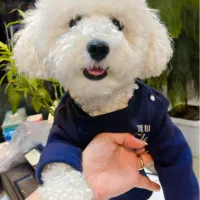 برای توله گیری|سگ|کرمانشاه, |دیوار