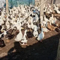 فروش اردک گوشتی وزن بالا|حیوانات مزرعه|بیرانوند, |دیوار
