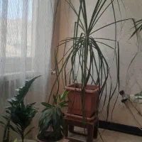 گلدان لیندا