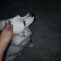 سگ)|سگ|رامسر, |دیوار