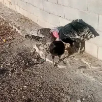 بوقلمون 2500|حیوانات مزرعه|دهدشت, |دیوار