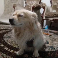 توله اشپیز پامر