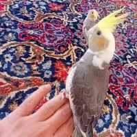 عروس هلندی دستی|پرنده|ماکو, |دیوار