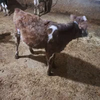 گوساله ماده