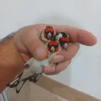 سهره های تک و عمده