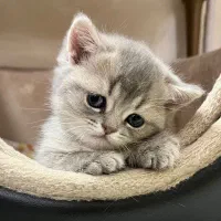 نگهداری گربه های نژاد دار