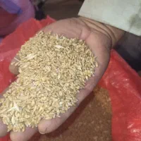 گندم آبی امسالی