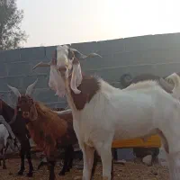 فروش پازن و بز