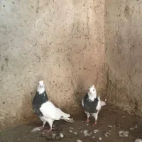 کفتر طوقی یک جفت به شرط جوجه و هوایی بودن|پرنده|بردسکن, |دیوار