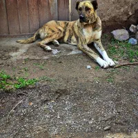 سگ ماده خراسانی