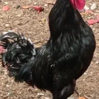 خروس سیاه گوسفند زنده مشکی دفع چشم زخم آنلاین 24س
