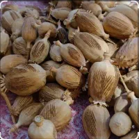 دانه خوراکی خشخاش|خوردنی و آشامیدنی|صدرا-فارس, فاز ۱|دیوار