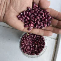 لوبیا قرمز و عدس پاک شده|خوردنی و آشامیدنی|مشهد, چاهشک|دیوار