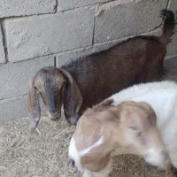 فروش دوعددتیشترویک کهره نر