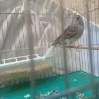 قناری نر برای امسال تازه