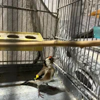 سهره ماده|پرنده|پردیس, فاز ۱|دیوار