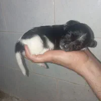 واگذاری رایگان