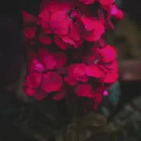 کیف مدارک گم شده