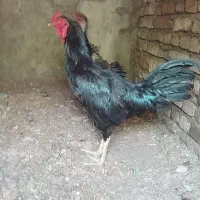 خروس لاری ی تیغ مشکی