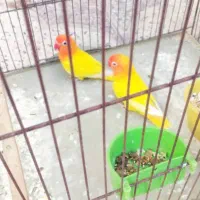 طوطی برزیلی زرد