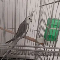 عروس هلندی سخنگو وایت فیس