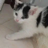 واگذاری گربه|گربه|مشهد, هنرور|دیوار