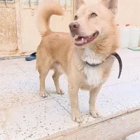 سگ.|سگ|بندرعباس, |دیوار