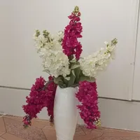 گل ویراکیش