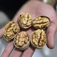 پخش عمده انواع گردو کاغذی|عمده‌فروشی|شیراز, بازار|دیوار