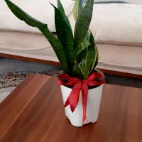 سانسوریا ابلق و سبز هیدروپونیک|گل و گیاه طبیعی|زابل, |دیوار