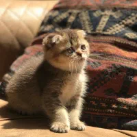 گربه اسکاتیش