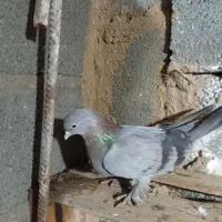 کفتر گوگ ماده