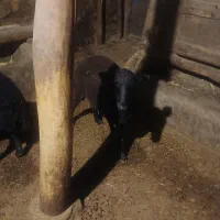 یدونه شیشک قره قزل|حیوانات مزرعه|شاهین دژ, |دیوار