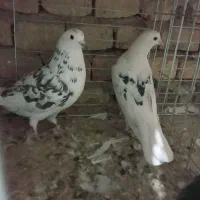 کبوترکشکلک وسروک پرشی و(محل بازدیدبلواراستقلال)|پرنده|اشکذر, |دیوار