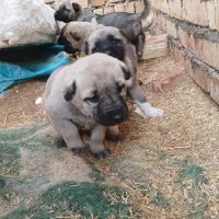 توله نر سرابی دونه ای ۵