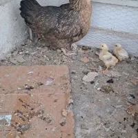 مرغ وکفتر