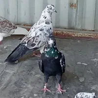 کبوتر