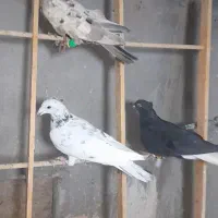 کبوتر