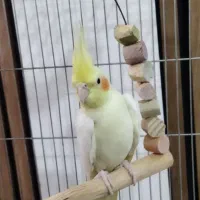 دو عدد عروس هلندی لوتینو|پرنده|تاکستان, |دیوار