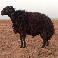 یک عدد قوچه ۳ساله|حیوانات مزرعه|فرمهین, |دیوار