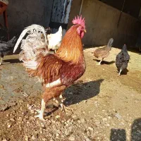 حراج مرغ و خروس محلی