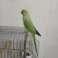 طوطی ملنگو جوجه نر پنج ماهه