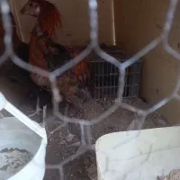 جوجه خروس لاری