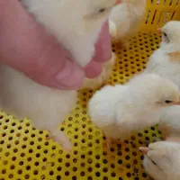 جوجه امپراطور (برهما)