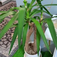 گل یوکا بزرگ|گل و گیاه طبیعی|مشهد, سمزقند|دیوار